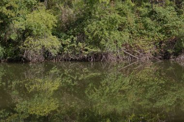 Kıyıdaki çalılar ve ovalar suya yansıyor.