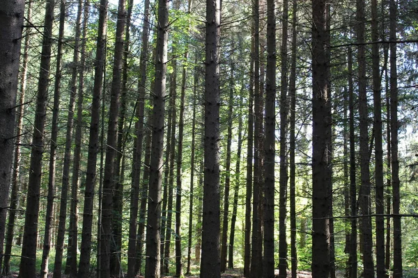 Pine trees standing tall in the forest — Stock fotografie