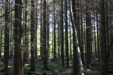 Bir grup uzun boylu çam ağacı ve üzerinde güneş parlayan eğimli bir ağaç.