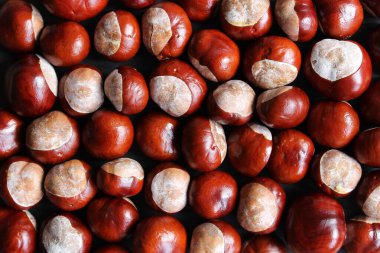 Birçok kestane yan yana yatar.