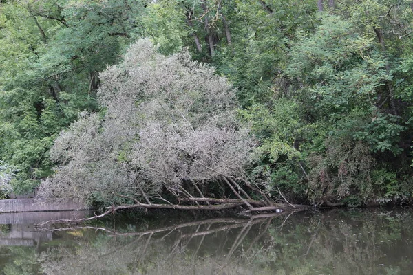 Árbol muerto yaciendo sobre el río — Foto de Stock