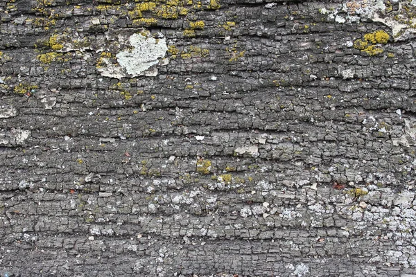 Close up of old wooden texture with lichen — Stock Photo, Image