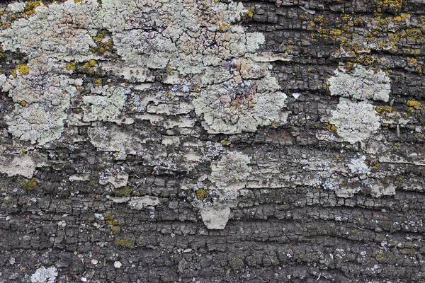 Líquen cinza e amarelo na textura de madeira velha — Fotografia de Stock