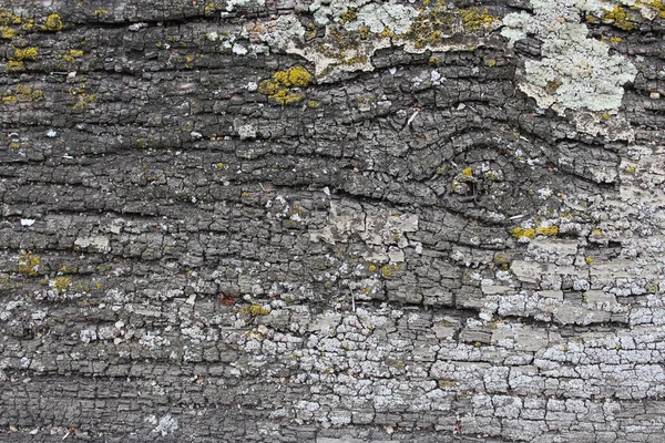 Närbild av gammal trästruktur med knothole och lavar — Stockfoto