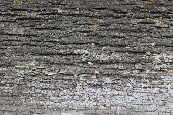 Textura de madeira velha com líquen cinza — Fotografia de Stock