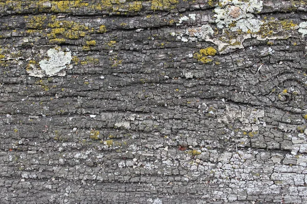 Old wooden texture with lichen — Stock Photo, Image