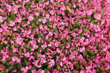 pembe ve kırmızı begonya deseni