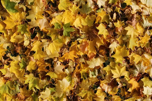 Herbstblätter im Gras — Stockfoto