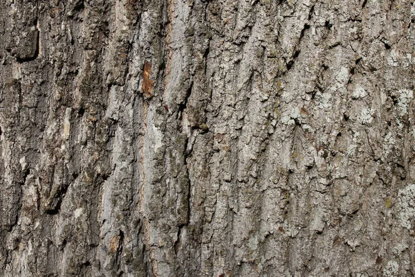Прочная текстура коры дерева — стоковое фото