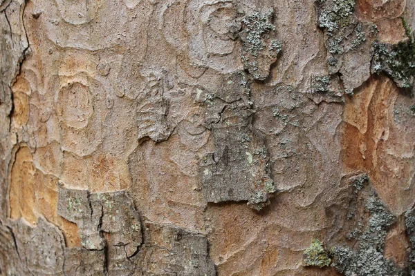 Baumstamm mit Rinde und Holzkäferwegen — Stockfoto