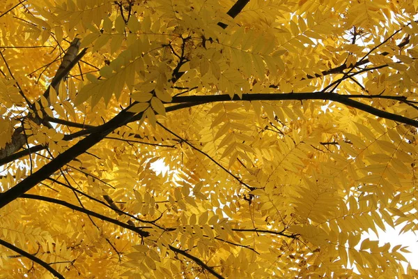 Yellow leaves with dark branches background