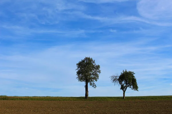 Duas macieiras de pé no horizonte atrás de um campo arado — Fotografia de Stock