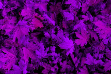 Mor sonbahar yaprakları dokusu arkaplanı