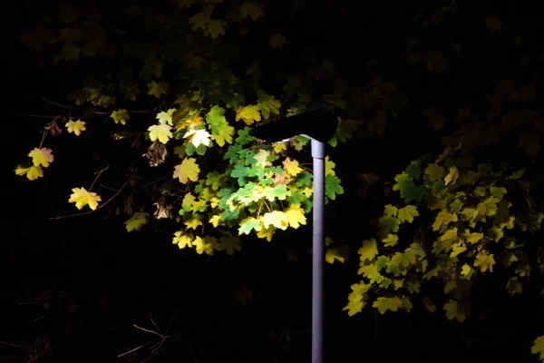 Hojas de otoño iluminadas por una farola — Foto de Stock