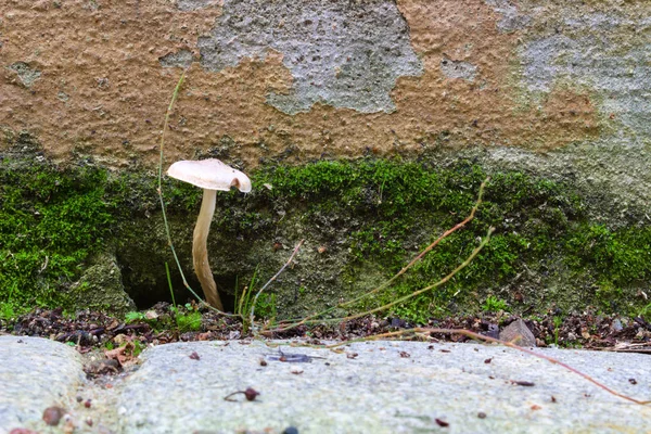 Cogumelo que cresce fora de uma parede — Fotografia de Stock