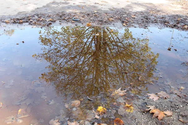 Árvore refletindo em uma poça lamacenta de água — Fotografia de Stock