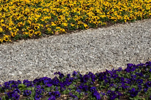 Metal Edging Separating Different Colors Gravel Blue Yellow Pansies Park — Stock Photo, Image