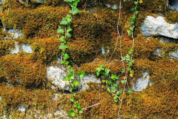 Musgo Seco Hiedra Cubriendo Una Pared Piedra Natural Para Fondo — Foto de Stock