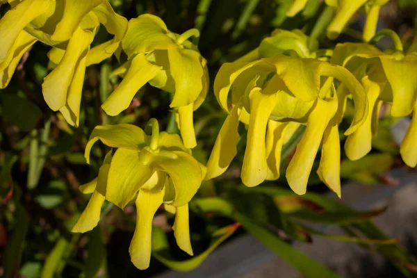 Κοντινό Πλάνο Των Λουλουδιών Ενός Κίτρινου Φυτού Στάμνας Sarracenia Flava — Φωτογραφία Αρχείου
