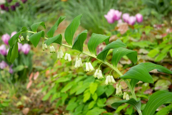 Großaufnahme Eines Salomonischen Siegels Auch Polygonatum Multiflorum Oder Salomonssiegel Genannt — Stockfoto