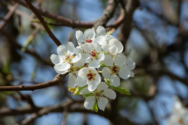 開花中のリンゴの木の白い花の近くにボケ — ストック写真