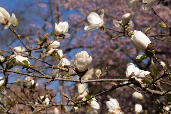 Gros Plan Fleurs Blanches Magnolia Devant Cerisier Rose Magnolia Grandiflora — Photo