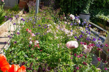 Terk edilmiş eski bir serada çiçek tarhı