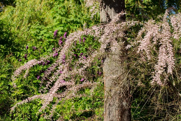 Tamarisk Tamarix Gallica Vagy Tamariske Rózsaszín Virágai — Stock Fotó