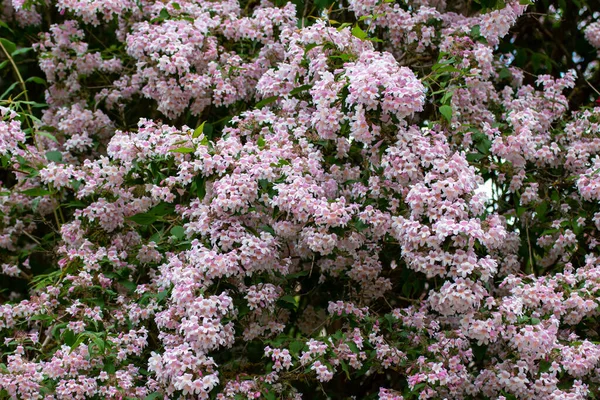 Flowers of a beauty bush, also called Kolkwitzia amabilis, Kolkwitzie or Perlmuttstrauch