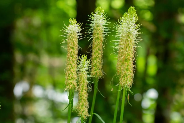 Close Spiked Rampion Flower Bokeh Phyteuma Spicatum Ahrige Teufelskralle — Stock Photo, Image