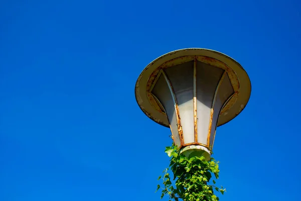 古いですヴィンテージ街路灯とともに緑のツタと青空 — ストック写真