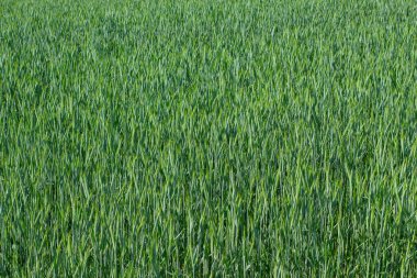 Doğal arka plan için buğday tarlasında genç yeşil bitkiler