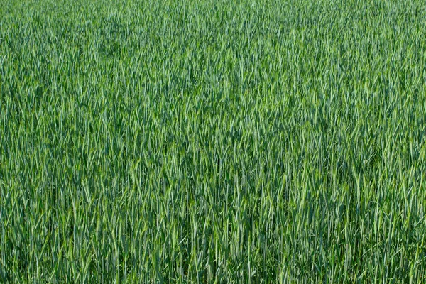 天然背景的小麦田里的嫩绿色植物 — 图库照片