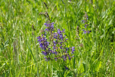 Çimenlerde yetişen mor adaçayı çiçekleri, Salvia ya da Salbei