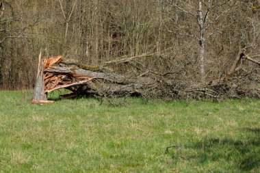 Fırtına sırasında düşen parçalanmış ağaç gövdesi.