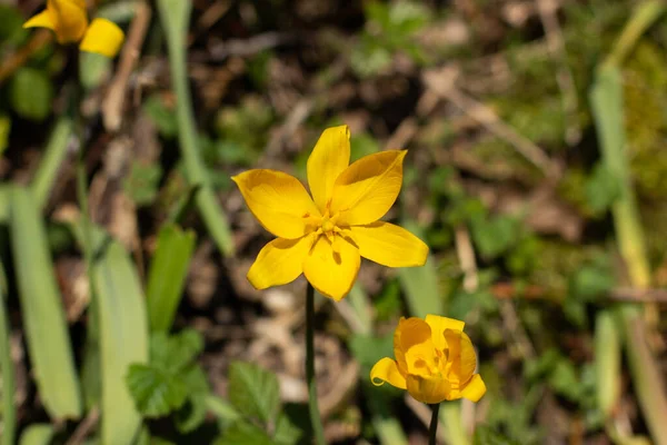 Nahaufnahme Einer Sehr Seltenen Gelben Wildtulpe Tulipa Sylvestris Oder Weinberg — Stockfoto