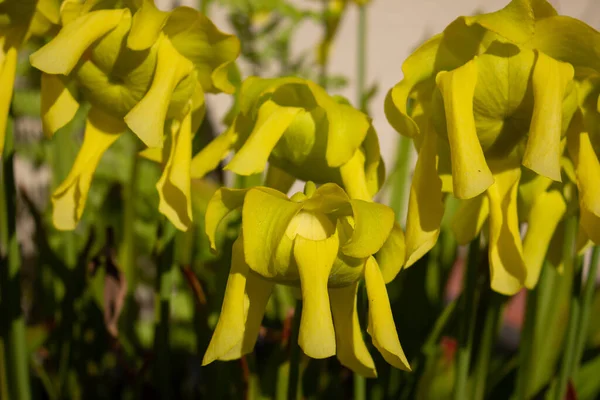 黄花沙拉越花或金银花花花的紧密花序 — 图库照片