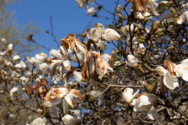 Gros Plan Fleurs Blanches Magnolia Aux Pétales Abîmés Par Gel — Photo