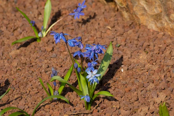 Squill Siberiano Que Crece Grava Marrón Scilla Siberica Blaustern — Foto de Stock