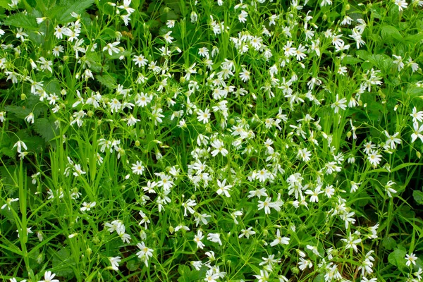 Witte Bloeiende Wiet Stellaria Holostea Echte Sternmiere — Stockfoto