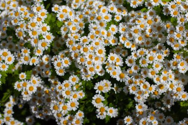Kokusuz sahte mayonez, yabani papatya çayı, Baldr 'ın kaşları, Tripleurospermum inodorum, Geruchlose Kamille ya da Falsche Strandkamille olarak da bilinir.