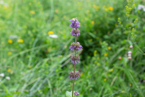 Sábio Lilás Flor Roxa Salvia Verticillata Clary Whorled Quirlblutige Salbei — Fotografia de Stock