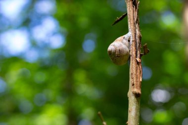 Büyük salyangoz güneş ışığında küçük bir dala oturmuş yağmuru bekliyor.