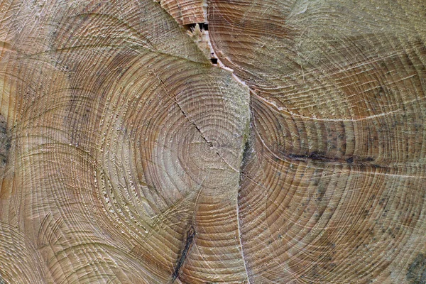 Querschnitt Durch Einen Gefällten Baumstamm Mit Natürlicher Holzstruktur — Stockfoto