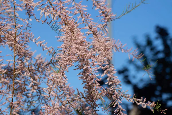 Ροζ Λουλούδια Ενός Tamarisk Φόντο Γαλάζιο Του Ουρανού Tamarix Gallica — Φωτογραφία Αρχείου