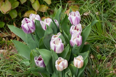 Beyaz ve mor laleli bir grup bokeh, tulipa