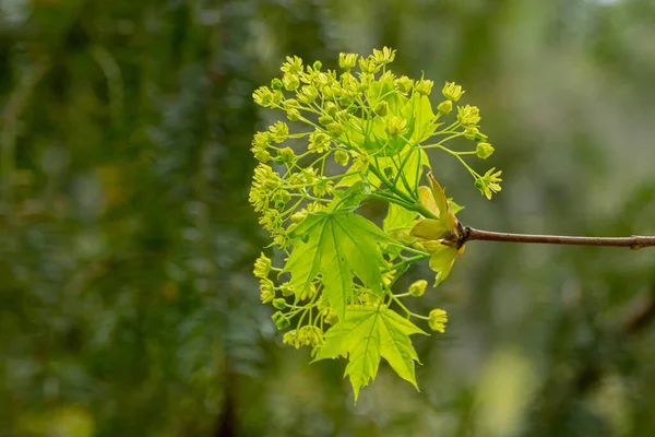 Primer Plano Flores Árbol Arce Con Bokeh Verde Acer —  Fotos de Stock