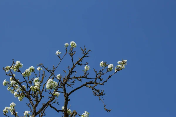Branches Cime Pommier Fleurs Avec Fond Bleu Ciel — Photo