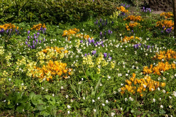 Canteiro Flores Colorido Com Anêmonas Madeira Branca Açafrão Amarelo Roxo — Fotografia de Stock