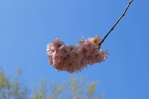 Close Flowers Ornamental Cherry Tree Clear Blue Sky Background Prunus — Stock Photo, Image